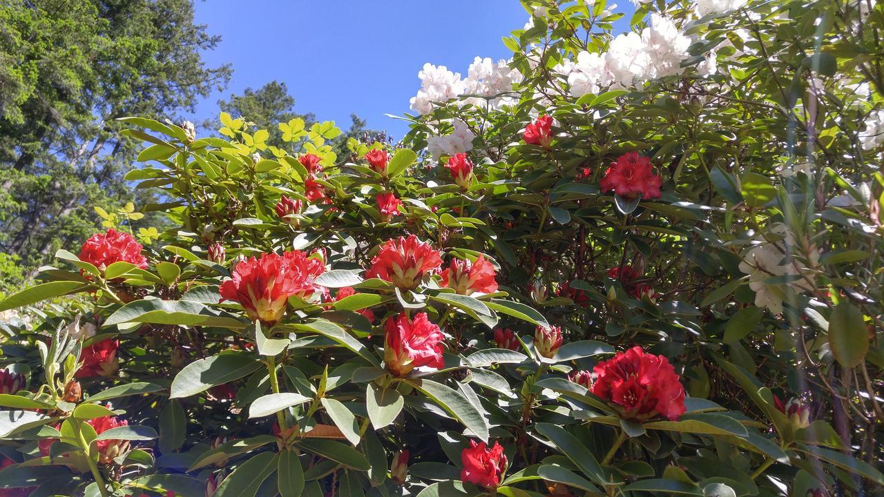 Sunshine Coast Treetop B&Bシーシェルト エクステリア 写真